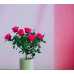 Preserved Rose Potted Plant